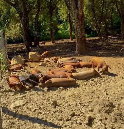 De La Distillerie * Marine de Pietracorbara