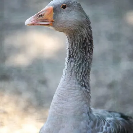 Bed & Breakfast De La Distillerie Marine de Pietracorbara