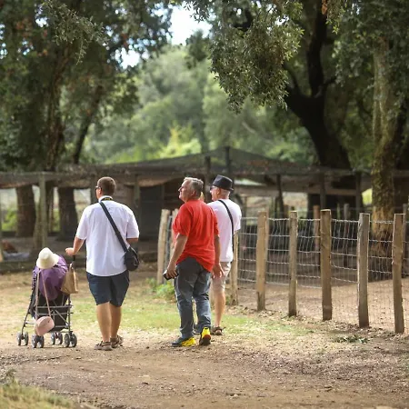 Couette-café De La Distillerie Marine de Pietracorbara