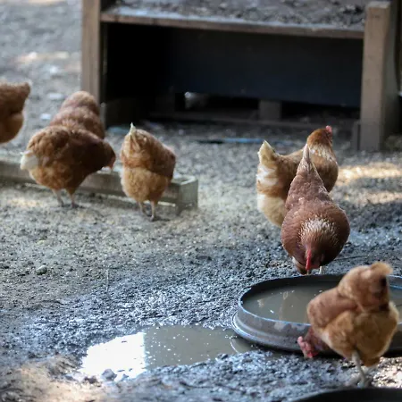 Couette-café De La Distillerie Marine de Pietracorbara