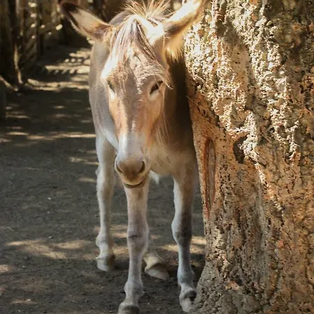 De La Distillerie Couette-café Marine de Pietracorbara