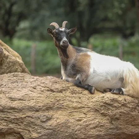 De La Distillerie Marine de Pietracorbara