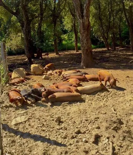 De La Distillerie * Marine de Pietracorbara