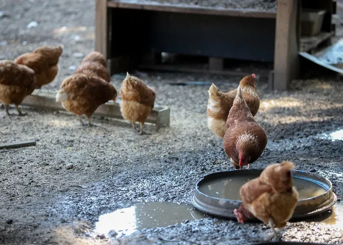 فندق مبيت وإفطار De La Distillerie Marine de Pietracorbara
