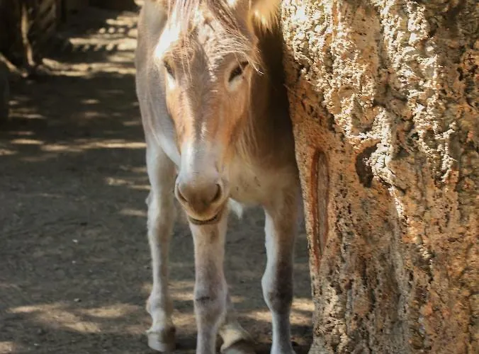 De La Distillerie فندق مبيت وإفطار Marine de Pietracorbara