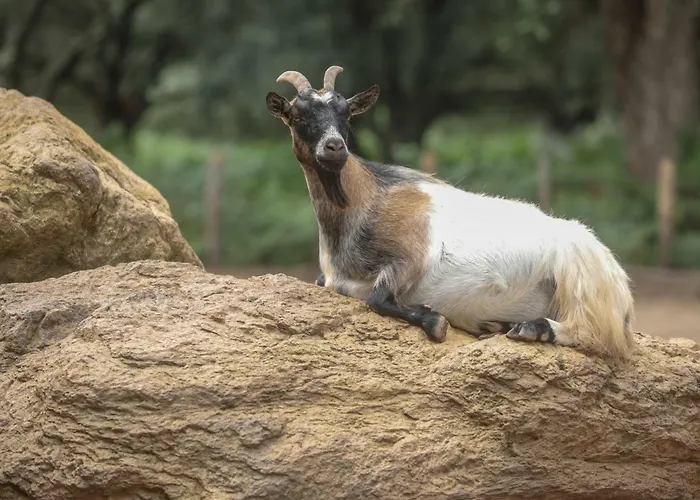 De La Distillerie Marine de Pietracorbara