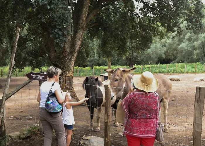 De La Distillerie Marine de Pietracorbara