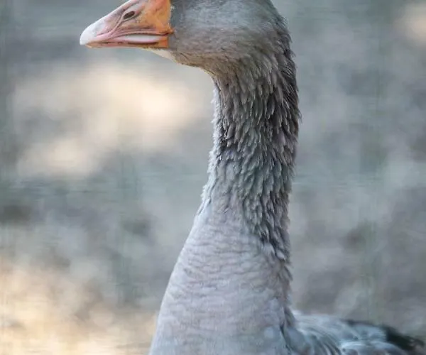 فندق مبيت وإفطار De La Distillerie Marine de Pietracorbara